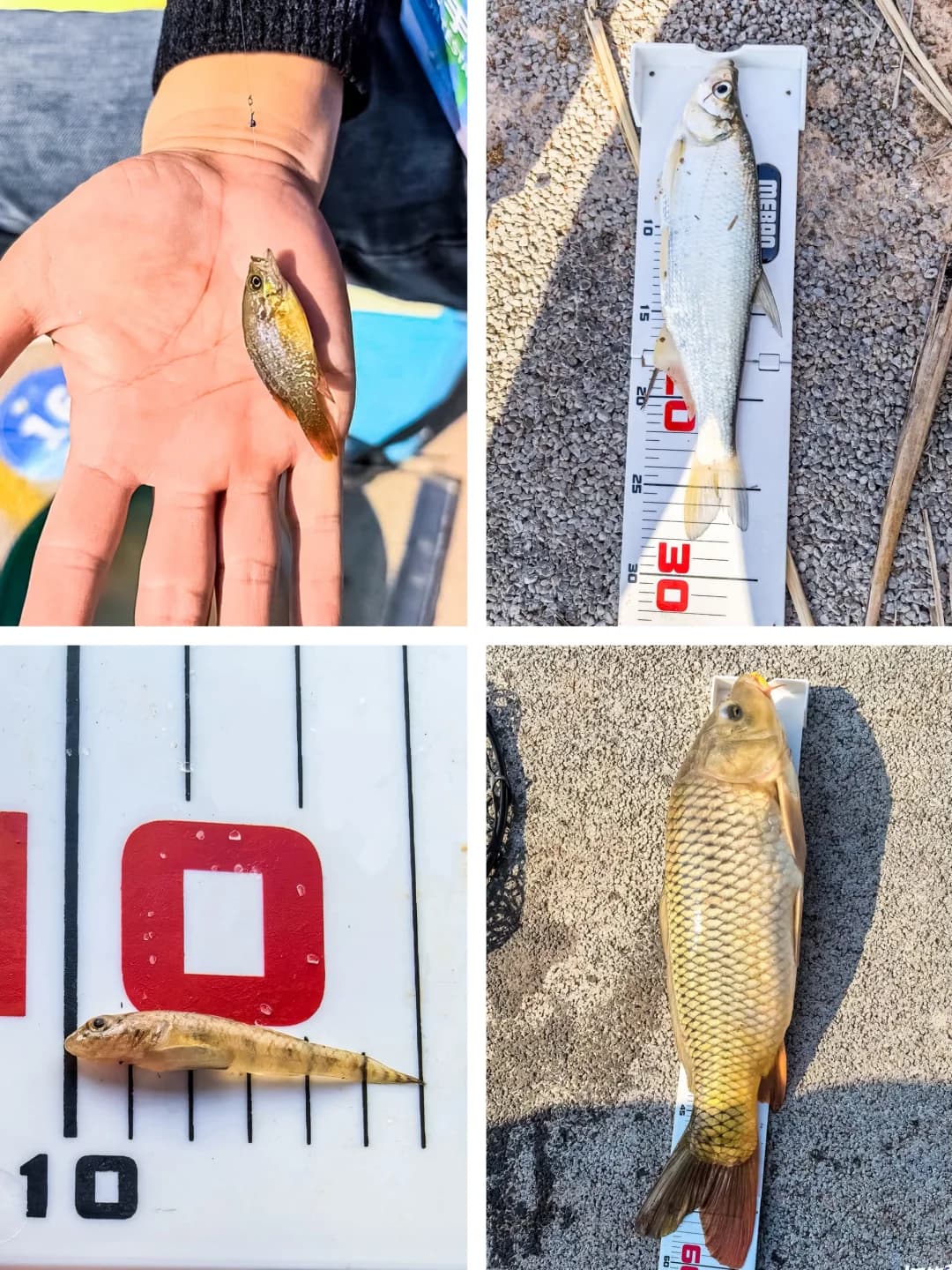 案例现场-小物钓明星邀请赛🐟 现场图 3