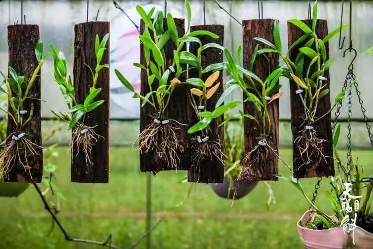 中国 · 赤水金钗石斛产业推介大会圆满成功 峰会/论坛现场图 4